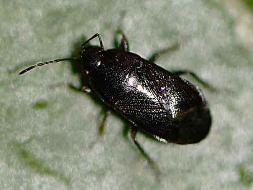 Lamprodema maura